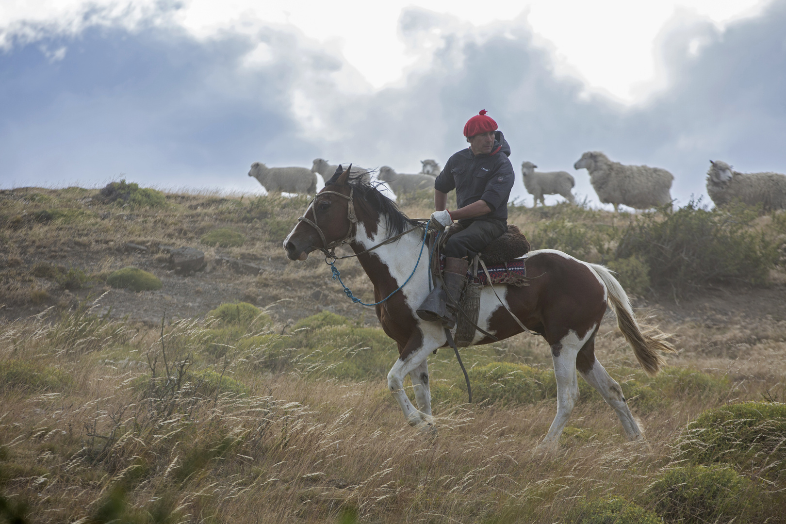 Gaucho mit Schafen