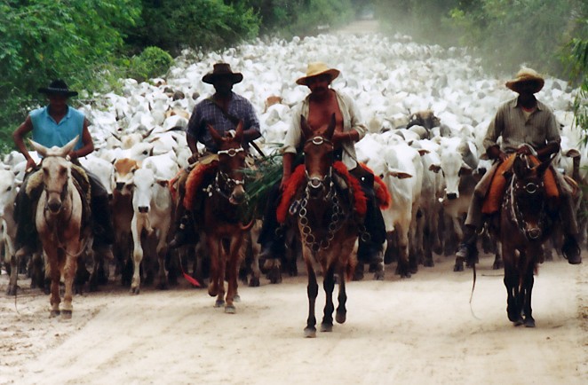 Gauchos (Pantanal, Brasilien)