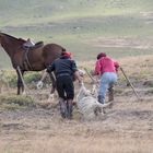 Gauchos schleppen Schaf