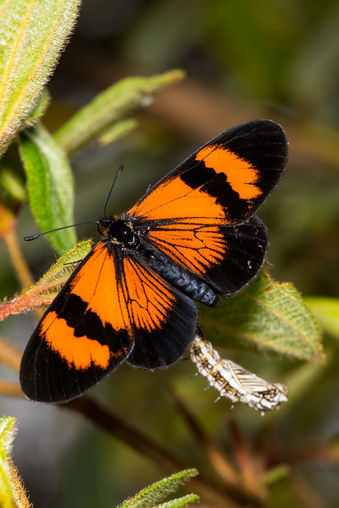 Gaudy Altinote (Altinote negra scotosis), Chrysalis und Imago