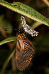 Gaudy Altinote (Altinote negra scotosis), Chrysalis und Imago