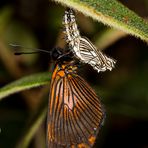 Gaudy Altinote (Altinote negra scotosis), Chrysalis und Imago