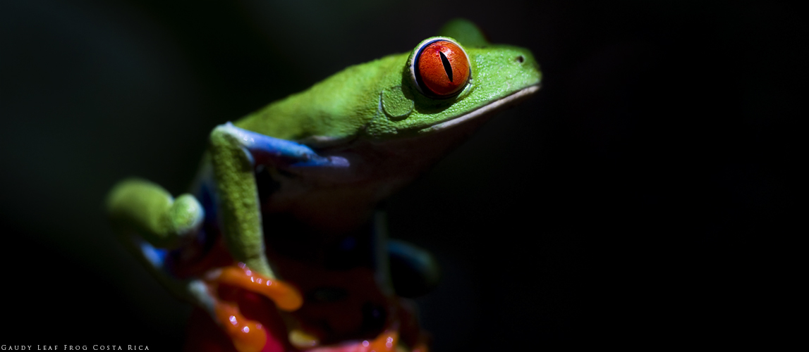 Gaudy Leaf Frog 2