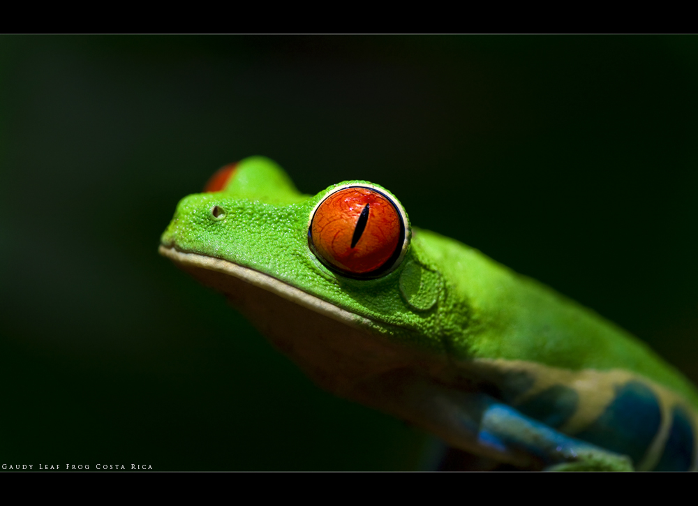 Gaudy Leaf Frog