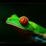 Gaudy Leaf Frog