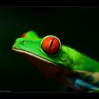 Gaudy Leaf Frog