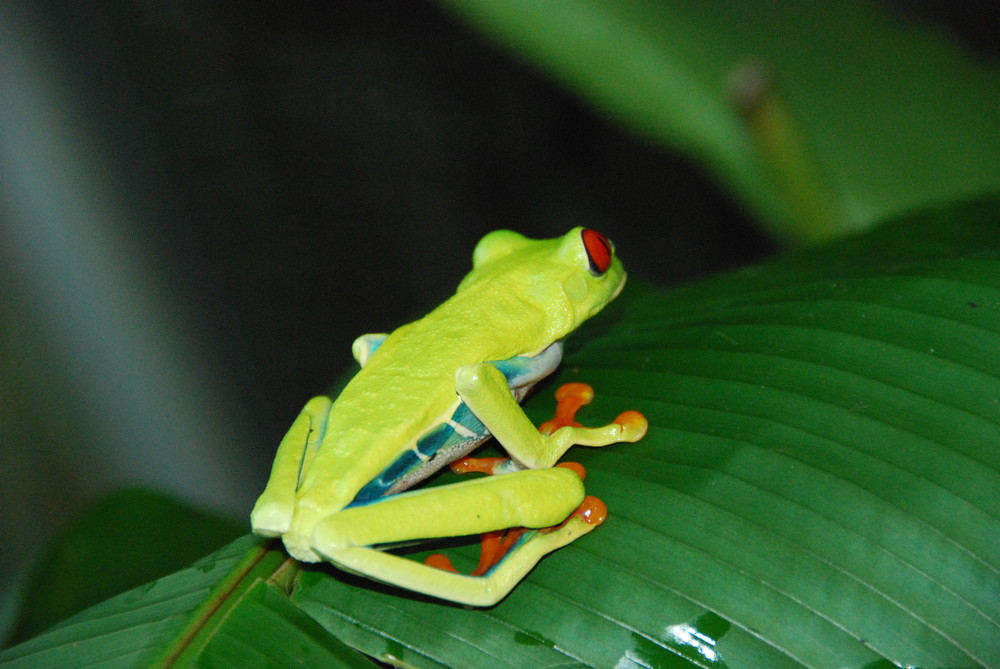 Gaudy Leaf Frog