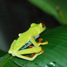 Gaudy Leaf Frog