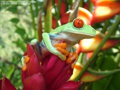 Gaudy Leaf Frog - Costa Rica