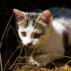 Gaufrette, cachée dans l’herbe…!  --  Gaufrette hat sich im Gras „versteckt“…!