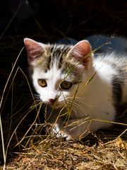 Gaufrette, cachée dans l’herbe…!  --  Gaufrette hat sich im Gras „versteckt“…!