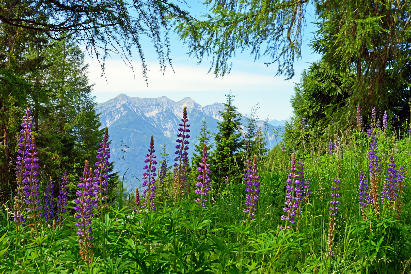 Gaugen (Oesterreich)