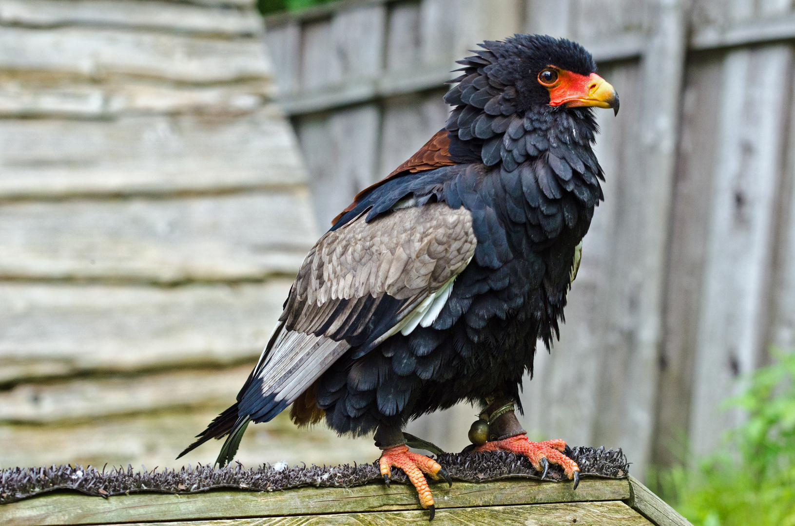 Gaukler - afrikanischer Greifvogel