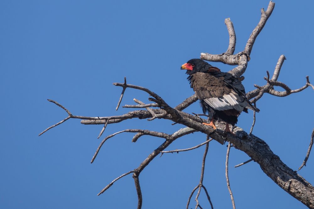 Gaukler (Bateleur eagle - Terathopius ecaudatus)