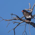 Gaukler (Bateleur eagle - Terathopius ecaudatus)