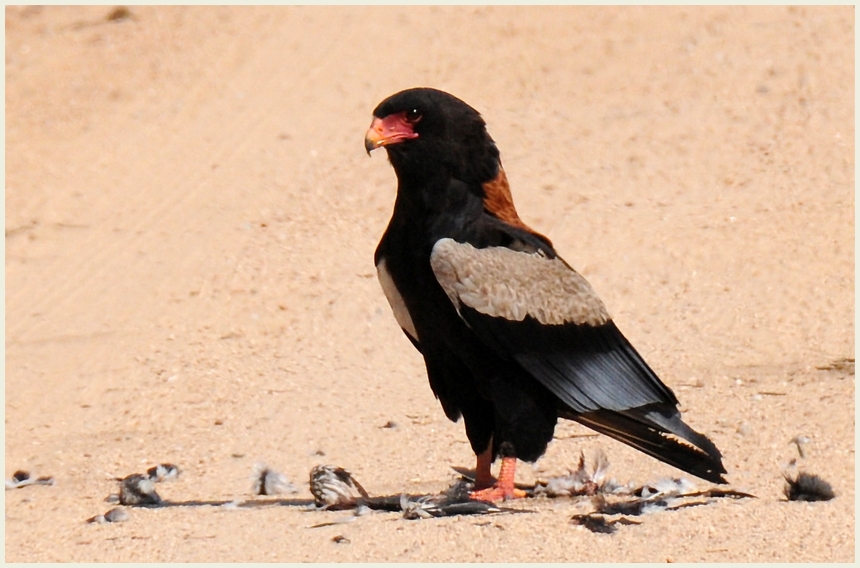 "Gaukler (Bateleur) nach getaner Arbeit"