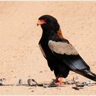 "Gaukler (Bateleur) nach getaner Arbeit"