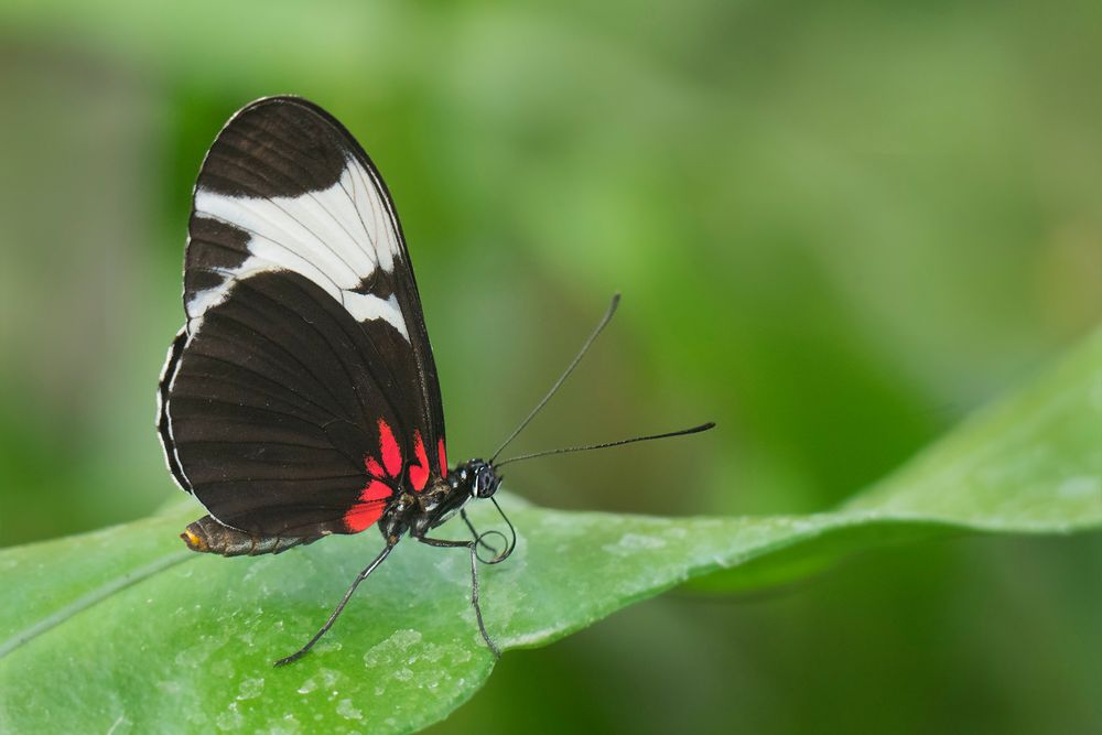 Gaukler der Tropen Heliconius sapho