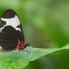 Gaukler der Tropen Heliconius sapho