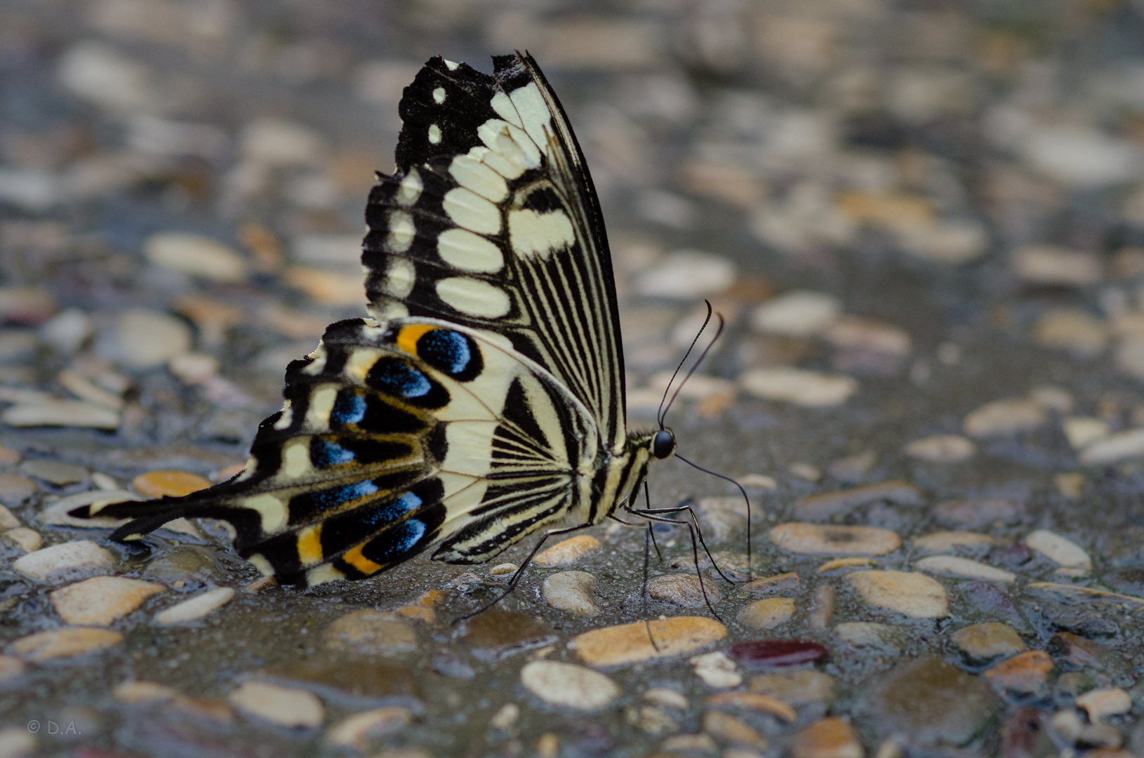 Gaukler der Tropen - Schmetterlinge im Berggarten Hannover