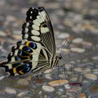 Gaukler der Tropen - Schmetterlinge im Berggarten Hannover