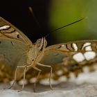 Gaukler der Tropen - Schmetterlinge im Berggarten Hannover