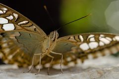 Gaukler der Tropen - Schmetterlinge im Berggarten Hannover