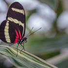 Gaukler der Tropen - Schmetterlinge im Berggarten Hannover