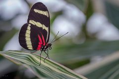 Gaukler der Tropen - Schmetterlinge im Berggarten Hannover