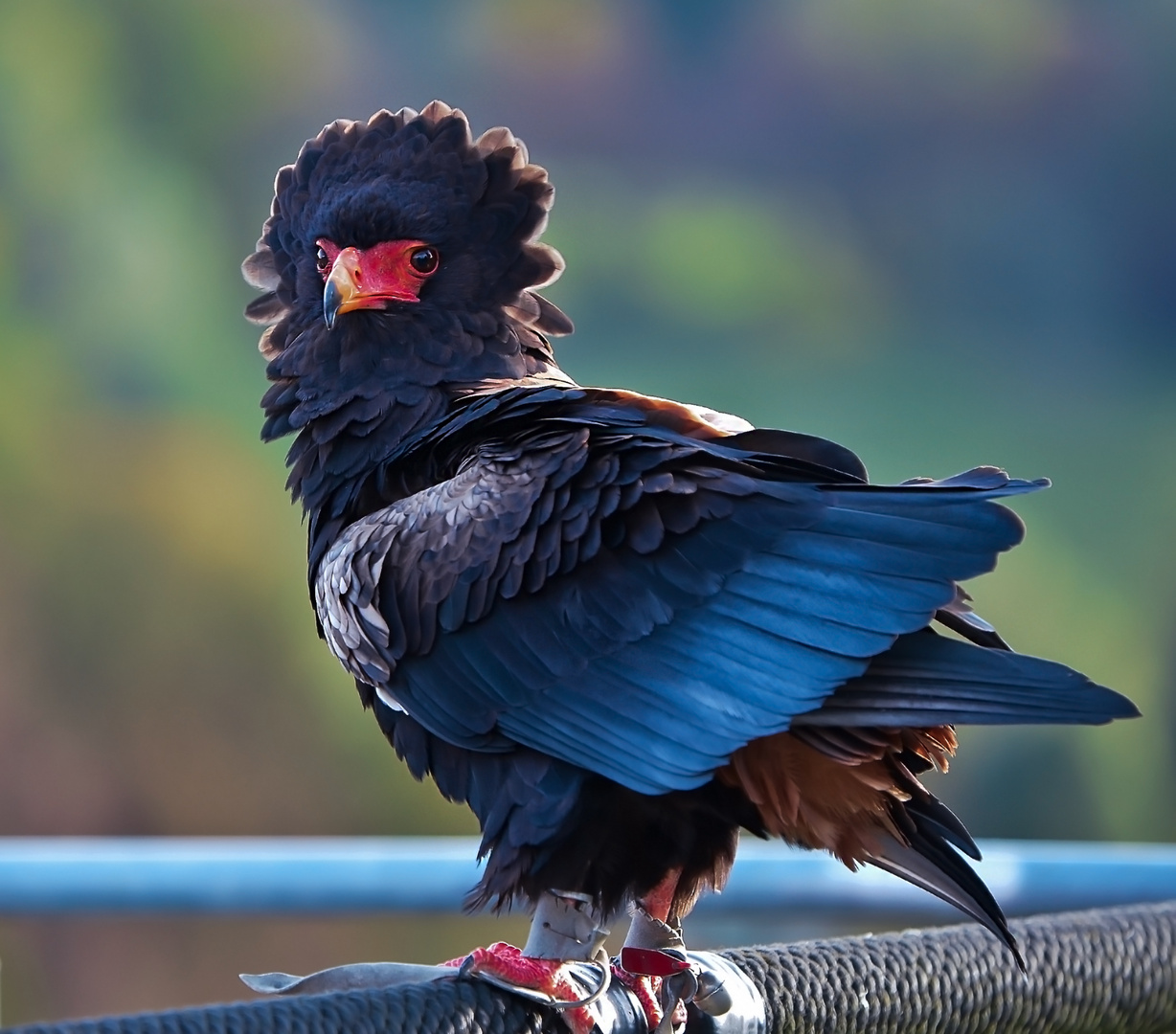 Gaukler-Greifvogel