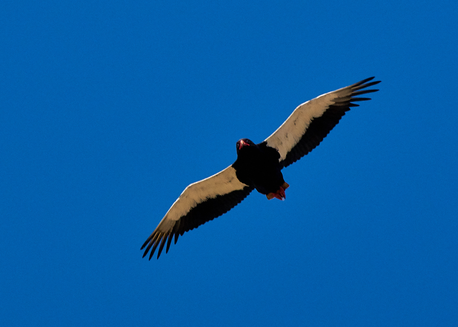 Gaukler im Anflug