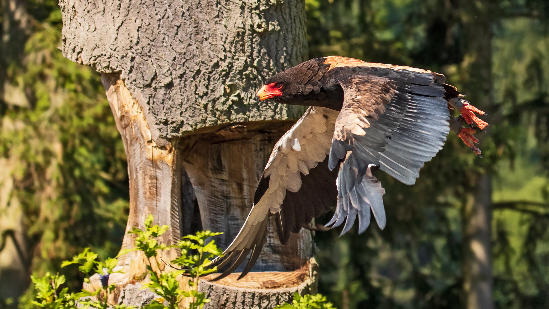 Gaukler im Flug