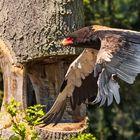 Gaukler im Flug