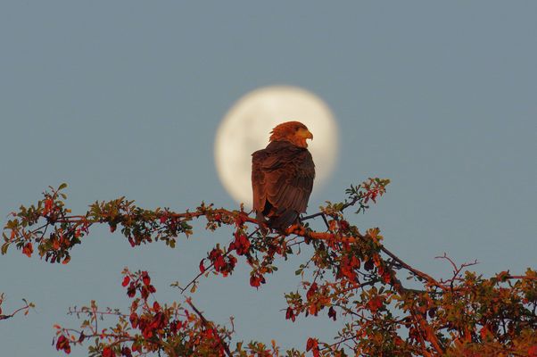 Gaukler im Mond, Abenstimmung am Khwai River-Botswana