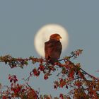 Gaukler im Mond, Abenstimmung am Khwai River-Botswana