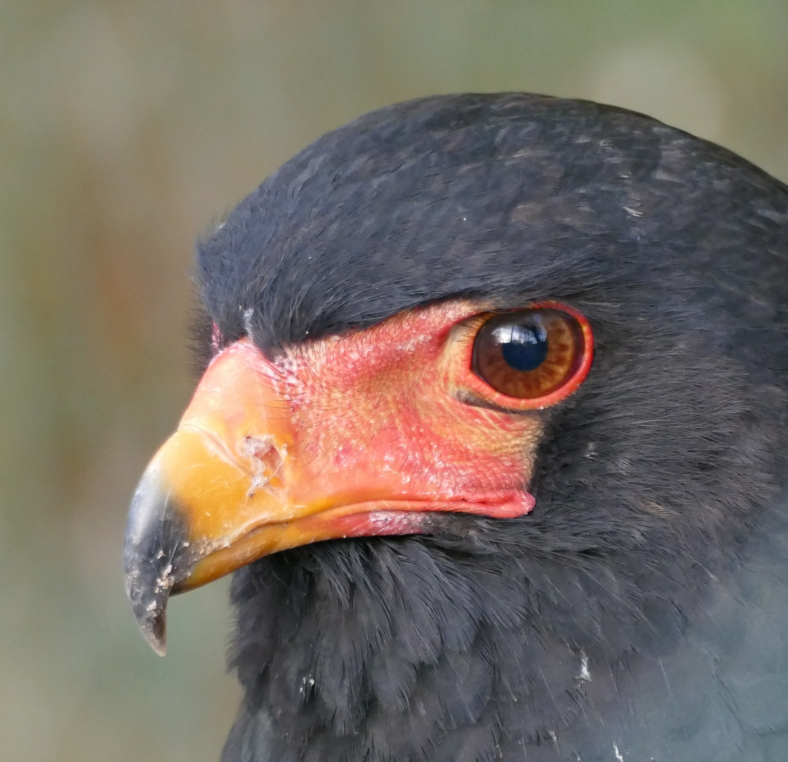 Gaukler im Wuppertaler Zoo 