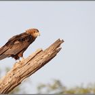 " Gaukler - Jungvogel (Bateleur) "