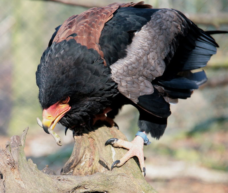 Gaukler mal eine andere Pose