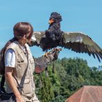 Gaukler Nelson bei der Flugshow im Weltvogelpark Walsrode