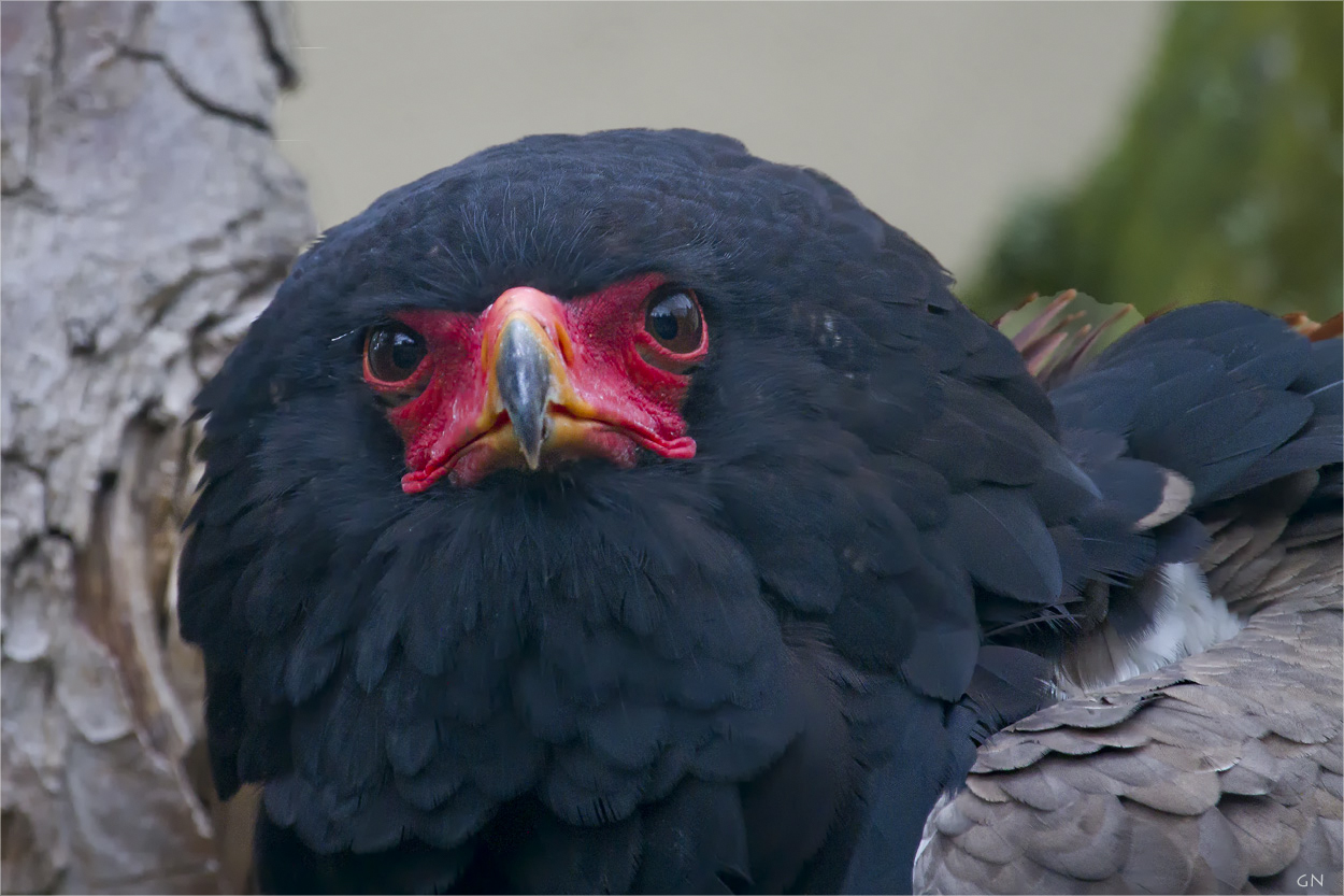 Gaukler oder Schlangenadler