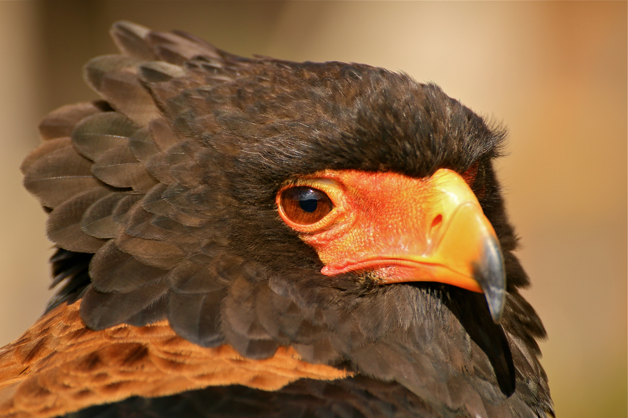 Gaukler Porträt Foto & Bild portrait, vogel, greifvogel Bilder auf