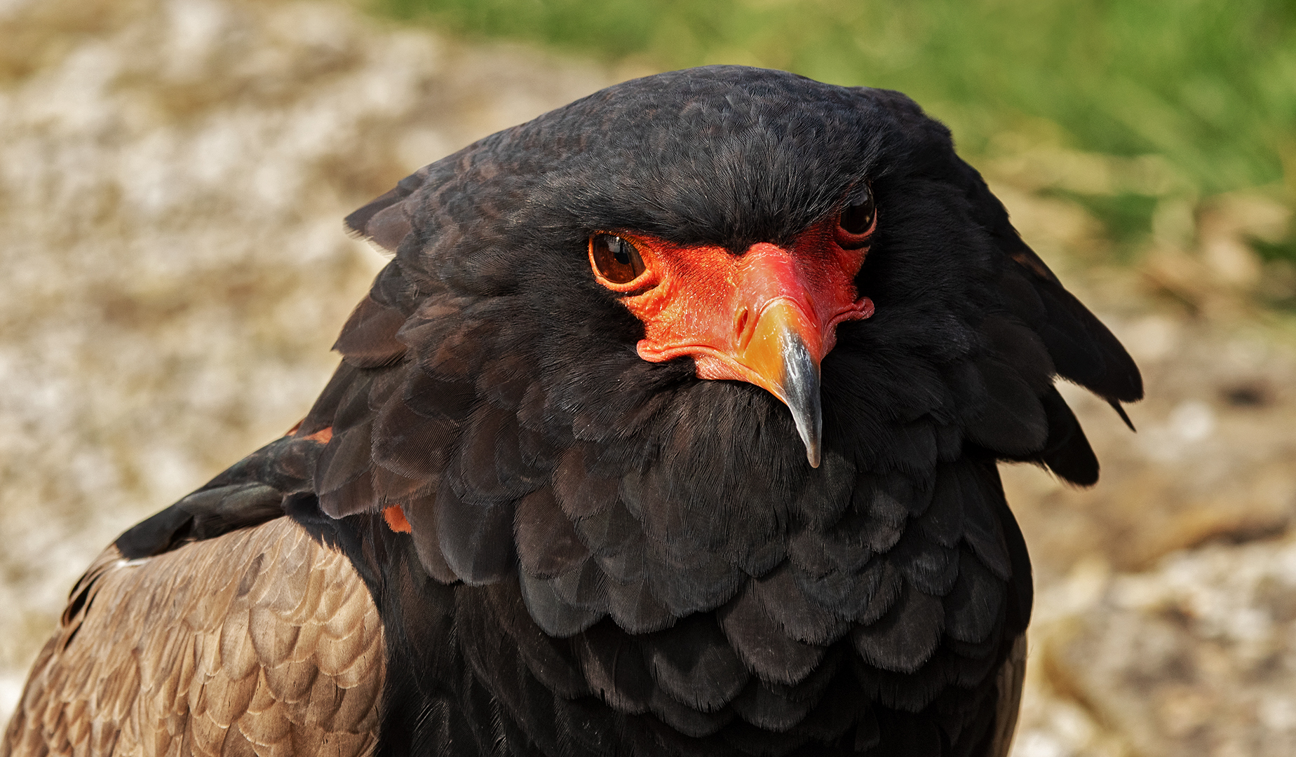 Gaukler-Portrait 