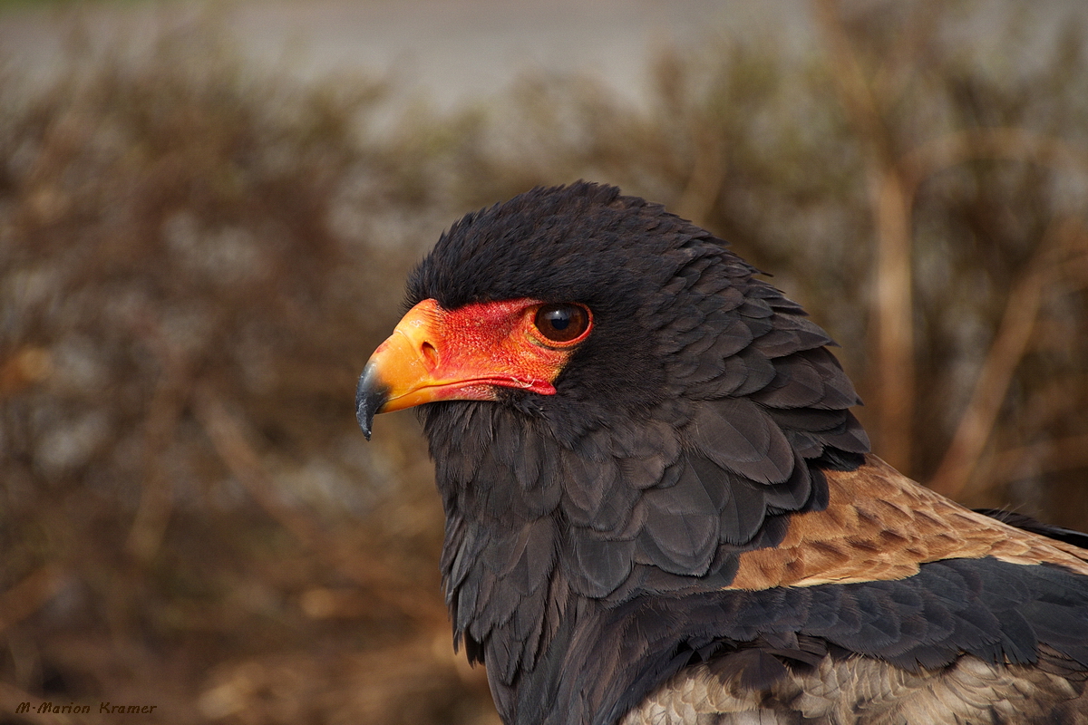 Gaukler - Portrait