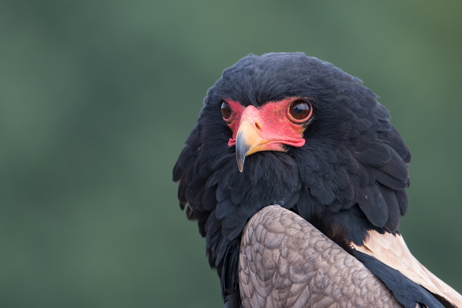 Gaukler - Schlangenadler - Terathopius ecaudatus