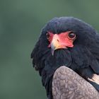 Gaukler - Schlangenadler - Terathopius ecaudatus