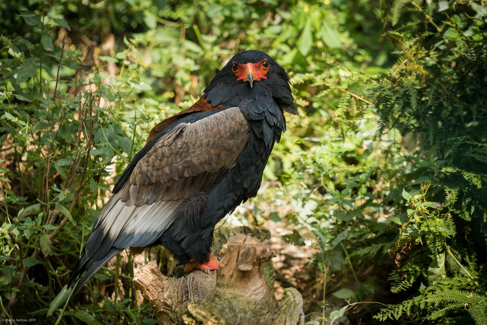 Gaukler (Terathopius ecaudatus)