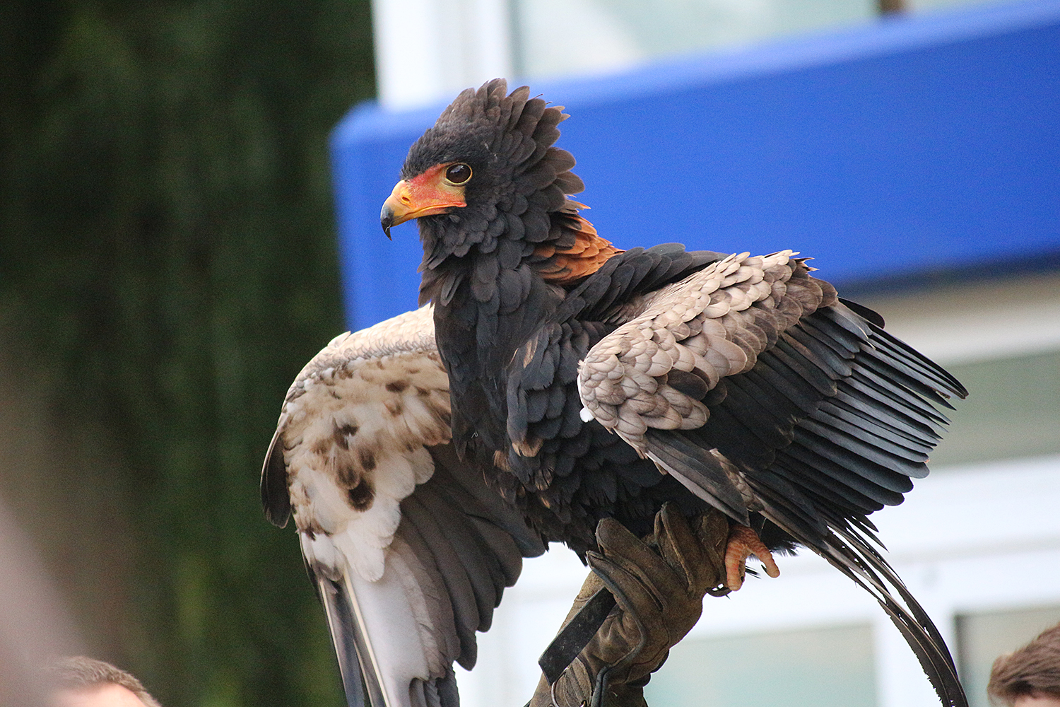 Gaukler vor dem Abflug...