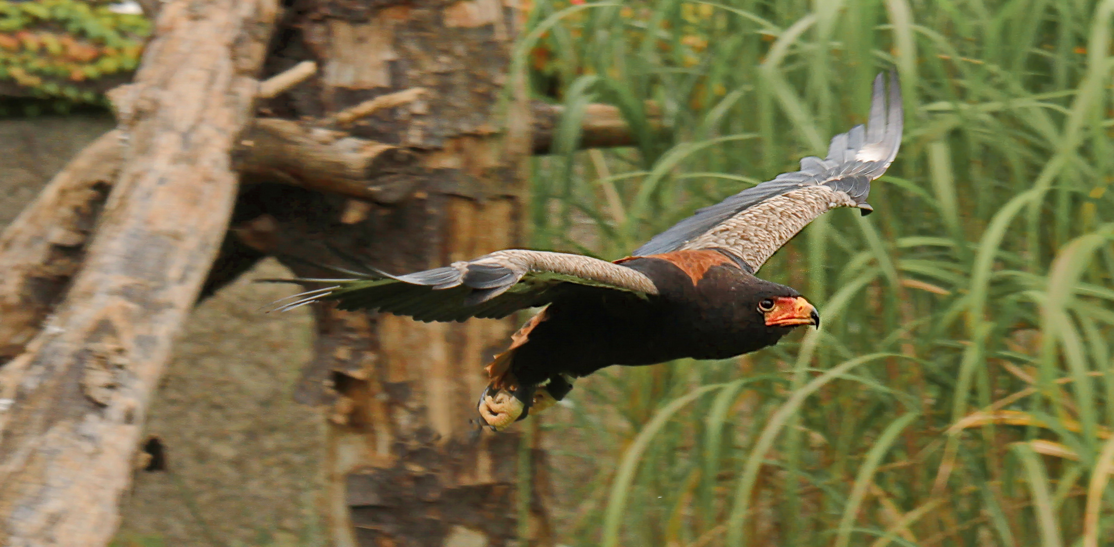 Gaukler(Schlangenadler).