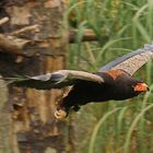 Gaukler(Schlangenadler).