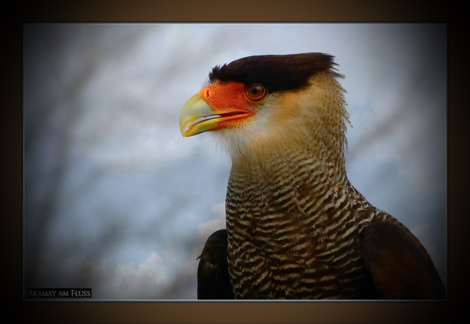 Gaukler+Schlangenadler